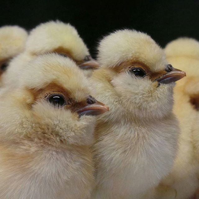 simonpickles's tweet image. #thatbeard #chickenhour #chickensofinstagram