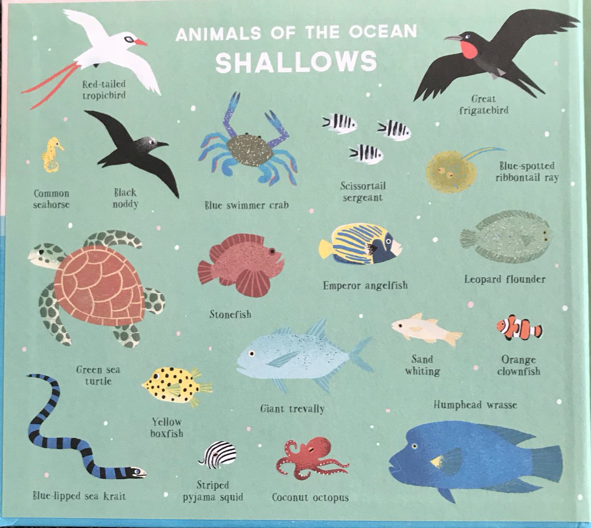 _Reading_Rocks_'s tweet photo. Look at this stunning book! Would you like to win it? To enter, RT then tweet us your favourite sea creature and why. 🐠🦑🐬🦀🦐🐡🐋🐟🐋 https://t.co/Wn3pXQFdA7