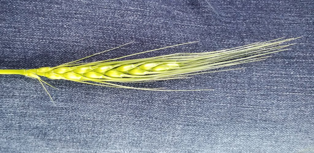 KansasWheat tweet picture