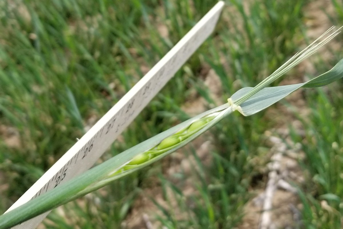 Heads starting to peek out near Kinsley. Head looks small but healthy. Could use a drink. Calculated yield 27. #WheatTour18