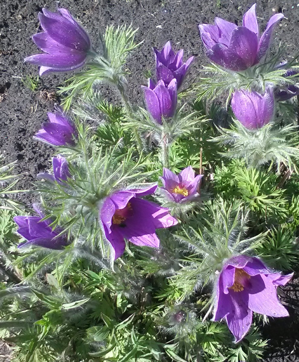 No Ķemeru bibliotēkas izbraukuma pasākumā uz "Stādu parādi"...