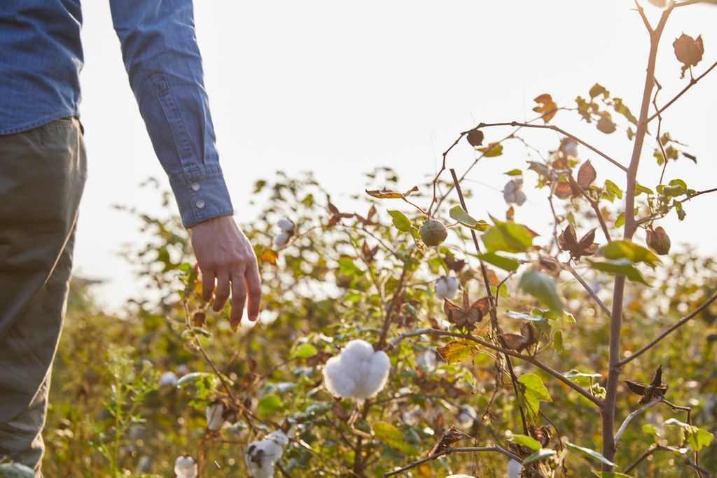 knotteorganic's tweet photo. Why #Organic? Commercially grown cotton relies on GMO seeds, developed by huge agribusinesses & designed for a single season. Commercial cotton farmers are forced to go back to corporations each time they plant a new crop; giving corporations enormous control. #goorganic #knotte https://t.co/bazH9eGIaH