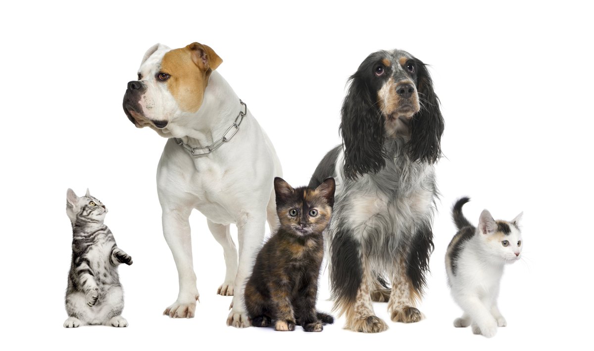 thinkchulavista's tweet photo. Repairs were made to the interior of our busy #ChulaVista Animal Care Facility recently. #CVMeasureP funds paid for the repairs making a safer and nicer area for our furry friends. Stop by and see if your new family member is there! #CVACF https://t.co/5EufdsXF4J
