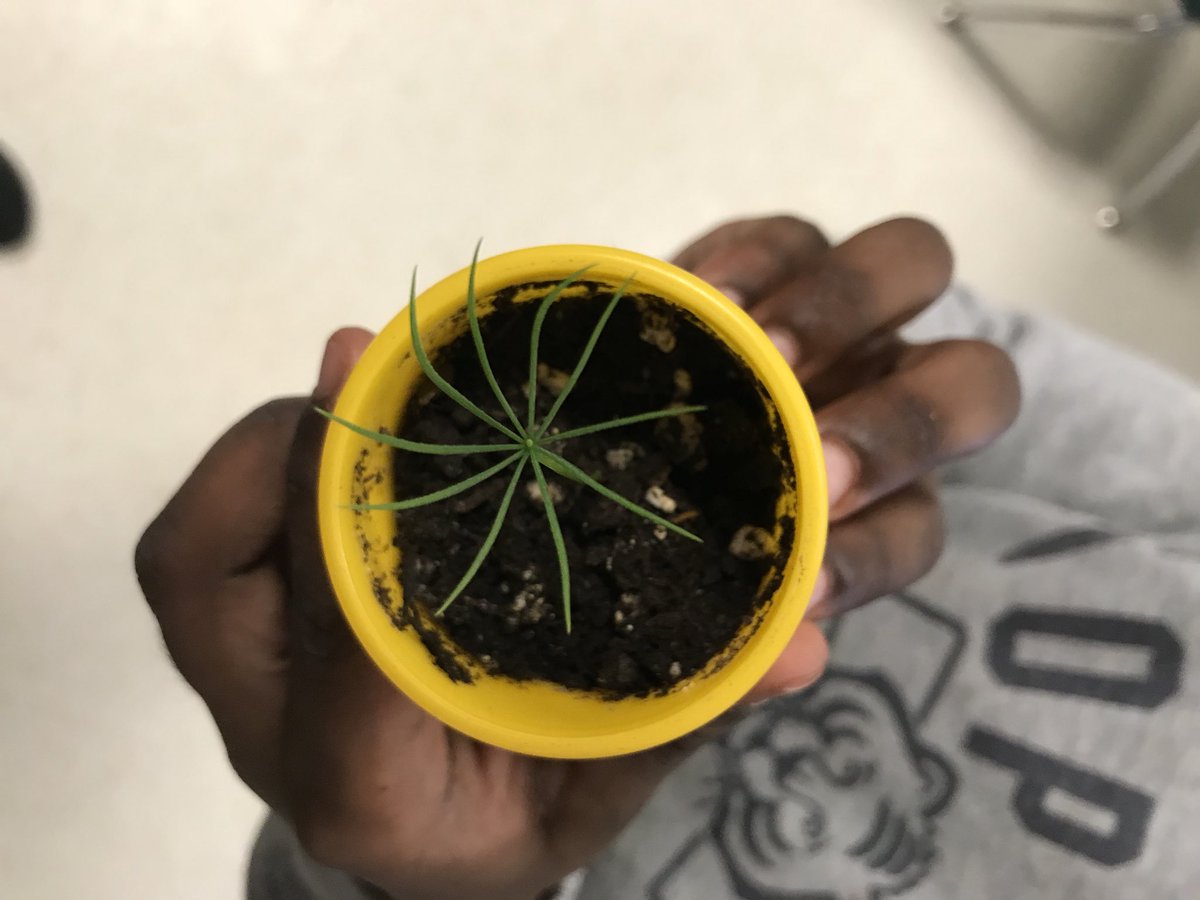 Mrs_LeeKell's tweet photo. Making connections @cookstowncps #growingpineseeds #kinderlearn #inquiry @SCDSB_Schools
This scholar said โthis looks like a fidget spinner!โ https://t.co/C3lvDo2k2Z
