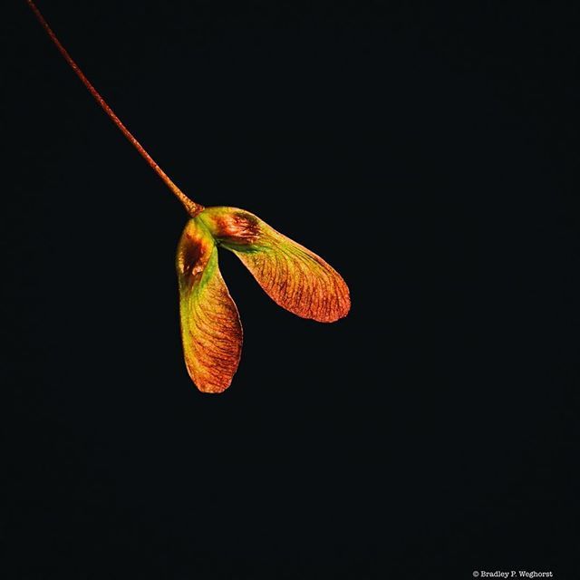 optikalintrigue's tweet image. Future maples. 
#seeds #seedpods #mapleseeds #helicopters #plant #tree #nature #mothernature #flora #montcopa ift.tt/2HK40na