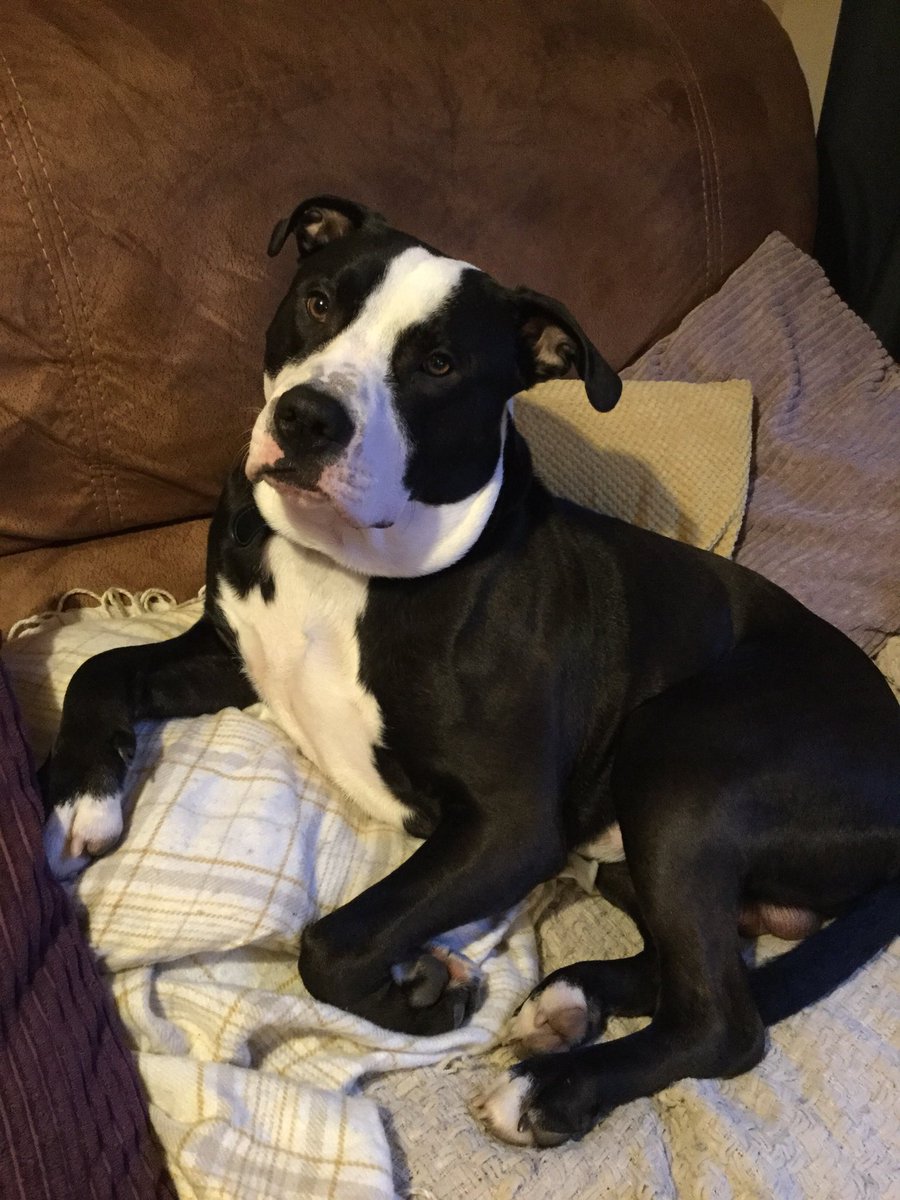 Long time since I’ve used twitter! Here’sa pic of my Ralph 😍