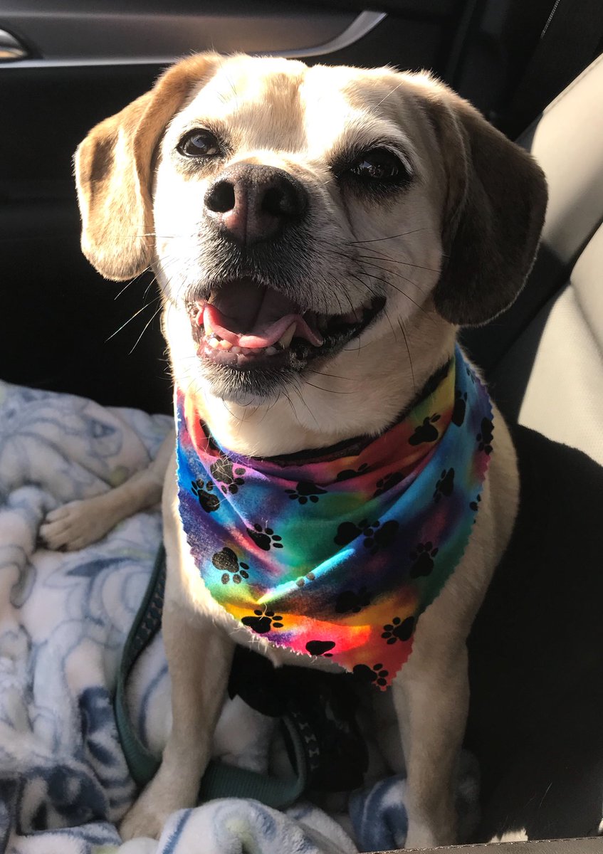 Samipuggle tweet picture