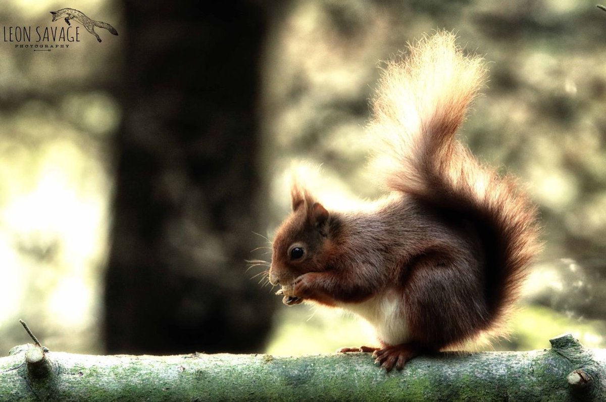 redsquirrelsw's tweet photo. Nice one @Savage_Snaps for this absolute BEAUTY of a shot! Taken of the local #redsquirrels in #Cramlington. Keep sending in your #squirrelmail!
#redsquirrel #saveoursquirrels #redsrule https://t.co/tXn70QJJaM