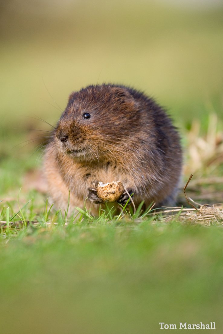 WildlifeTrusts's tweet photo. Over winter, water voles hide away in burrows, sleeping, eating &amp; staying warm with heat from a special compost chamber #LoveWildlife https://t.co/vj23beO02i