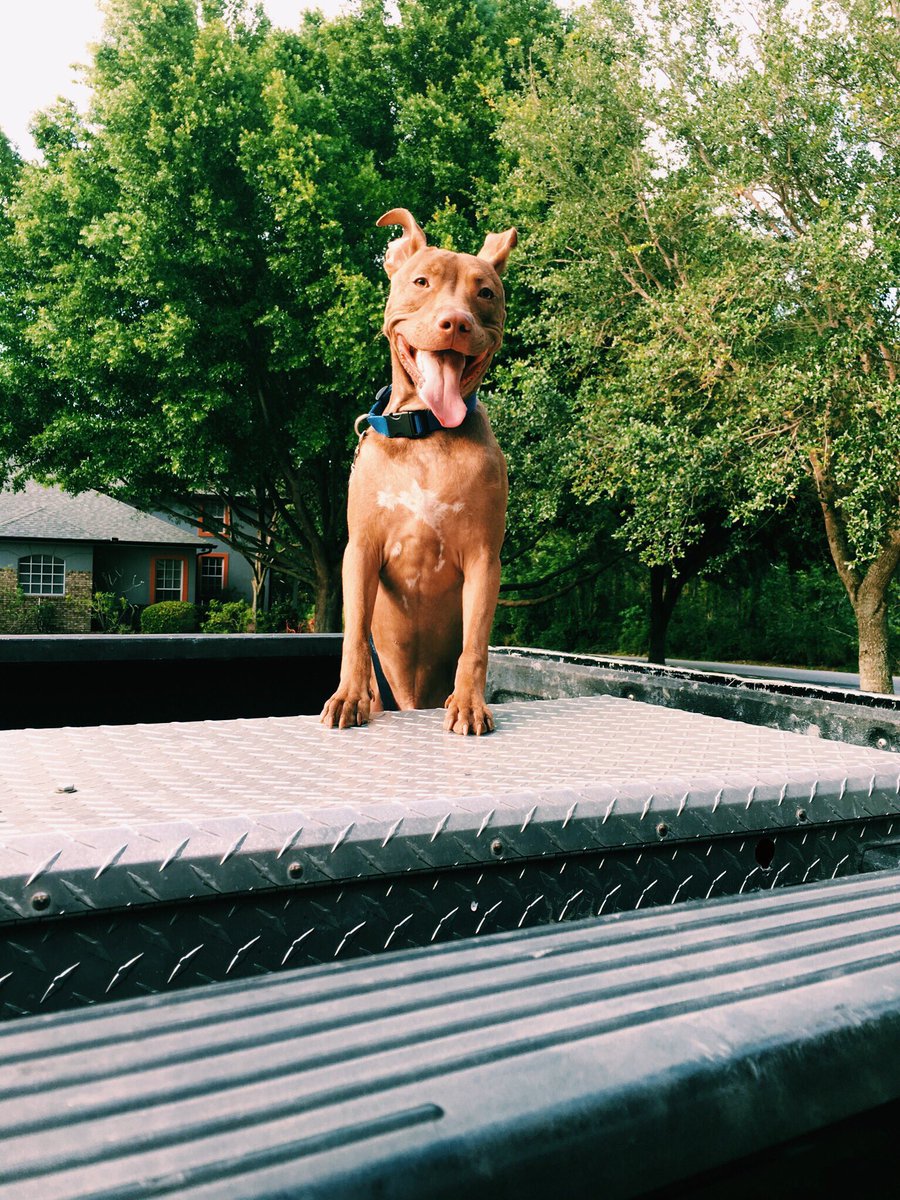 torres_tyvrv's tweet photo. You ever just love your dog so much? My bff ❣️ #5 https://t.co/WrghdWABPU