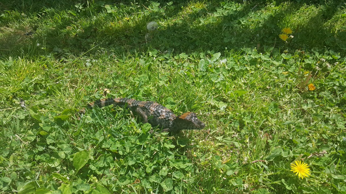 PaulVoight's tweet photo. #dwarfcaiman #crocodile #caiman #pet #reptiles https://t.co/CErMdFNX0w