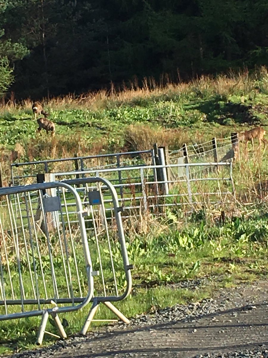 AFSRachel's tweet photo. Just left a fascinating inaugural lecture on ageing by @profianphilp to find deer grazing in sight of the Wallace monument #StirResWk @StirUni    #notabadplacetowork https://t.co/rgNiBSxaUd