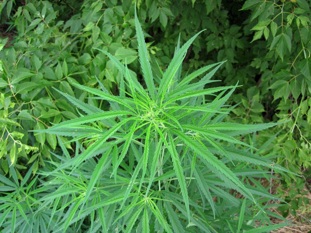 Сорта дикой конопли марихуана грамы