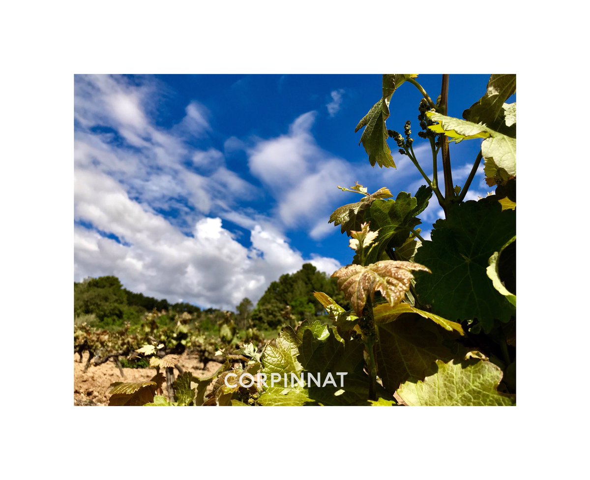 castellroig's tweet photo. El compromís dels cellers @corpinnatSW amb la viticultura sostenible i la conservació del paisatge, juntament amb la dignificació del paper del viticultor, comporta l’ús de raïm de collites pròpies o d’aliances de llarga durada amb viticultors, amb un preu mínim garantit. https://t.co/TOstvhoq7K