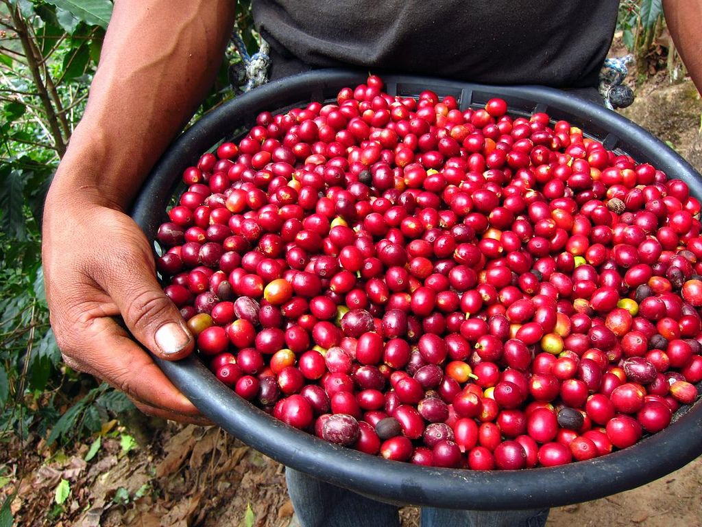BellLapCoffee's tweet photo. What is Artisan Coffee, and what you should look for? #artisan #artisancoffee #artisanroasted https://t.co/qC1rooKdNc https://t.co/lY7dzsvy8a