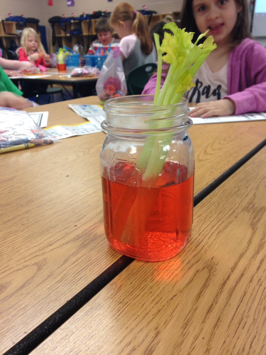 mrspugsley24's tweet photo. Predicting what will happen to our celery after soaking in colored water. #Kscience 🤔 https://t.co/qCidmSeAKO