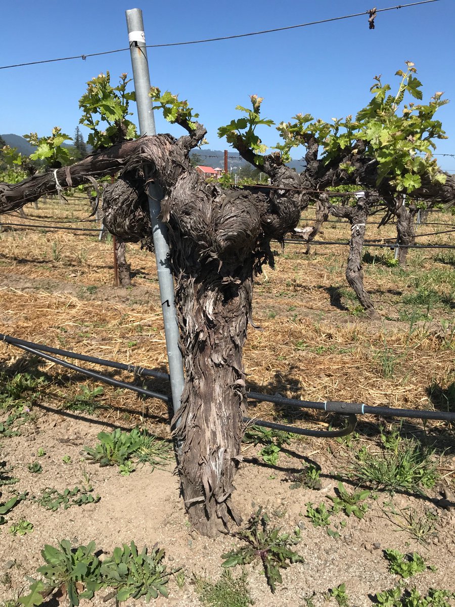 LarsTorstenson's tweet photo. Napa Valley old vine Cab @ Kronos Vineyard #NapaValley #cabernetsauvignon #winelover #Corison https://t.co/2w1AzH0emI