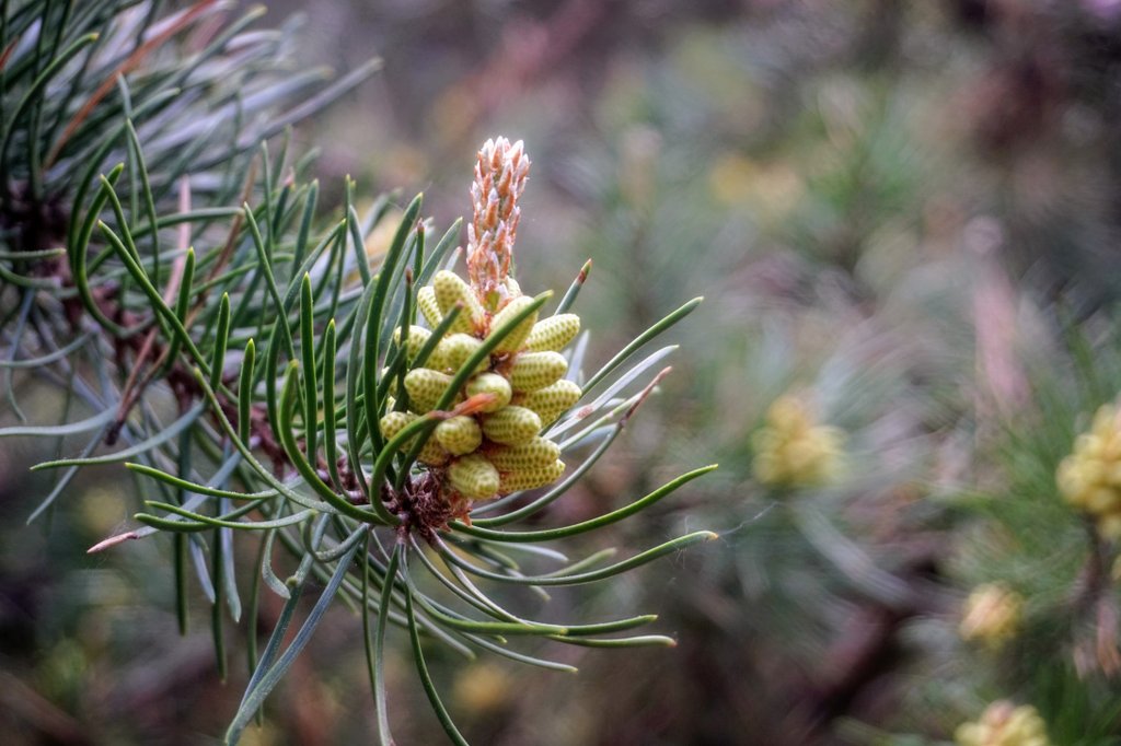 Zpravyzmesta's tweet image. Tak tohle je prý viník žluté pohromy.
 #pyl #repka 
 Nejak si myslim, ze to bude spíš ta řepka