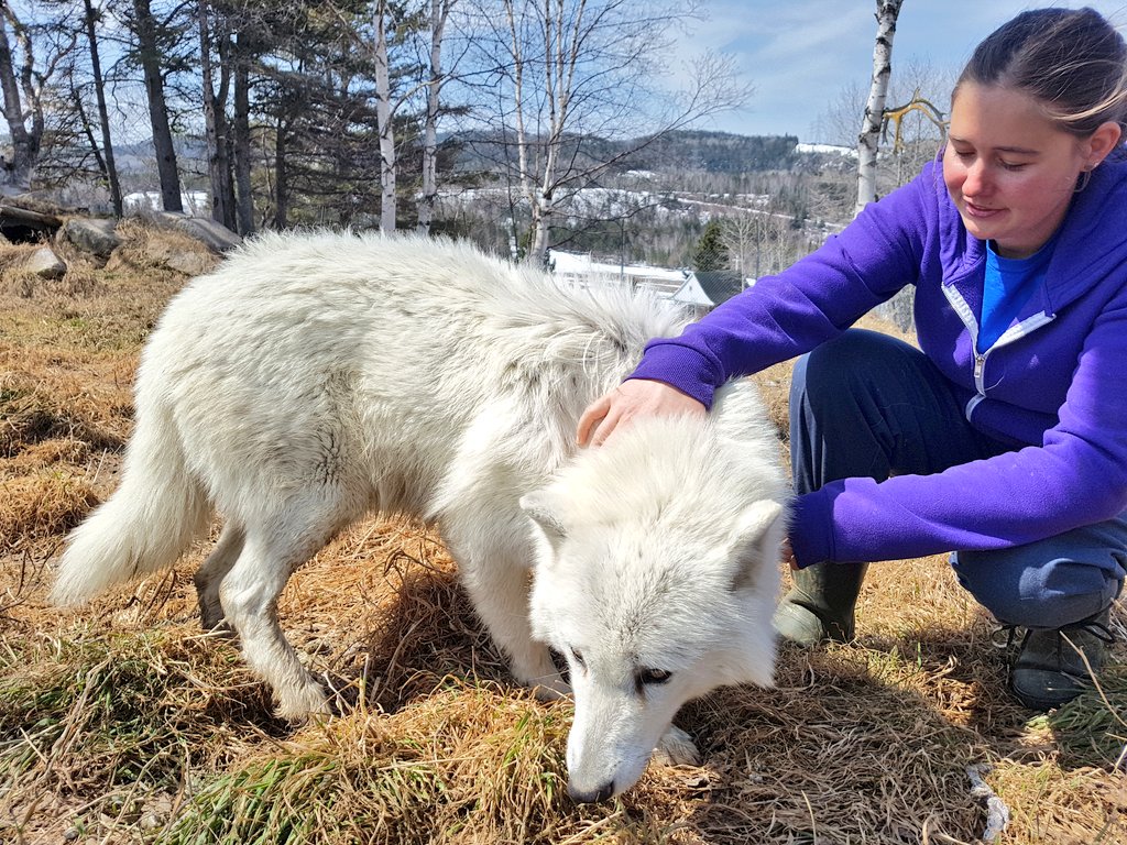 teacaketravels's tweet image. Hanging out with this cutie today has been magic! 🐺 Jakob the wolf awooooooo! 

#Wolfpack #quebecbythesea #travel