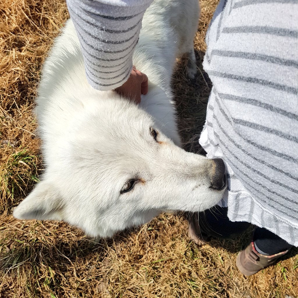 teacaketravels's tweet image. Hanging out with this cutie today has been magic! 🐺 Jakob the wolf awooooooo! 

#Wolfpack #quebecbythesea #travel
