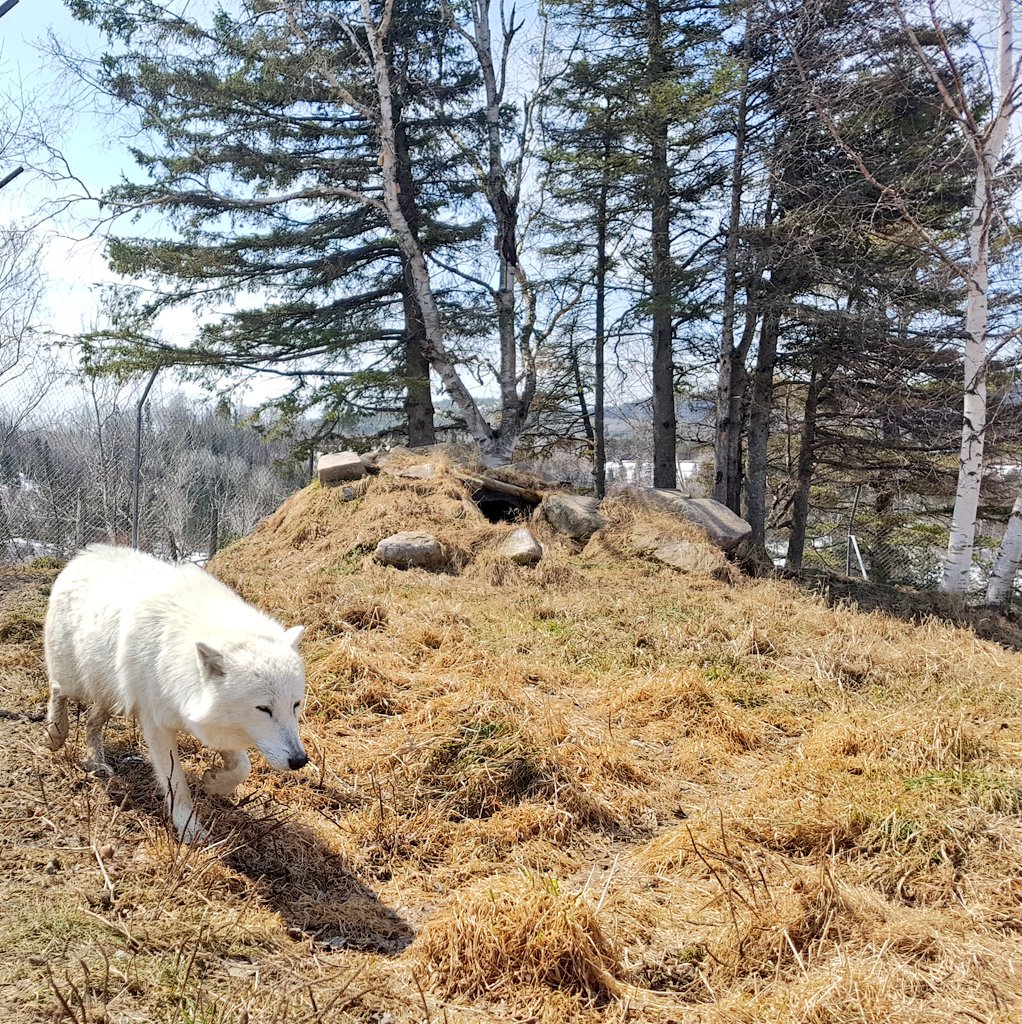 teacaketravels's tweet image. Hanging out with this cutie today has been magic! 🐺 Jakob the wolf awooooooo! 

#Wolfpack #quebecbythesea #travel