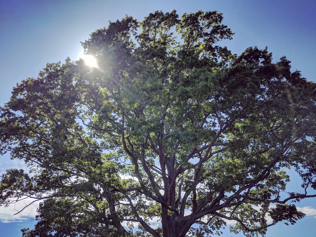 patrickA2H's tweet image. Can't get over this tree at the site of the new @gmsdk12 elementary school campus. It's possible I took more photos of it than the groundbreaking event.