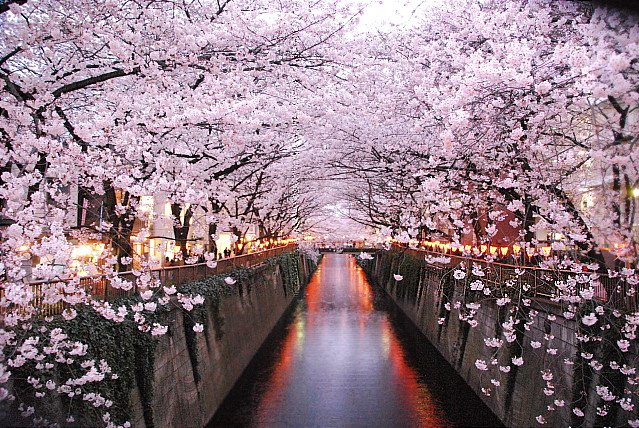 japaninpics's tweet photo. Meguro River Cherry Blossoms https://t.co/DtTe85S3NW