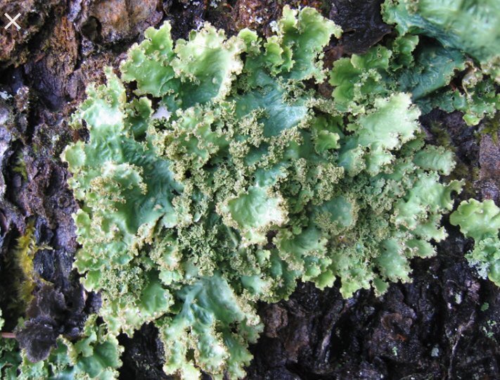creilly2_'s tweet photo. Lichen are pioneer species that eventually turn rock into soil. They have a very important role in #ecologicalsucccession https://t.co/aXaArkX9gc