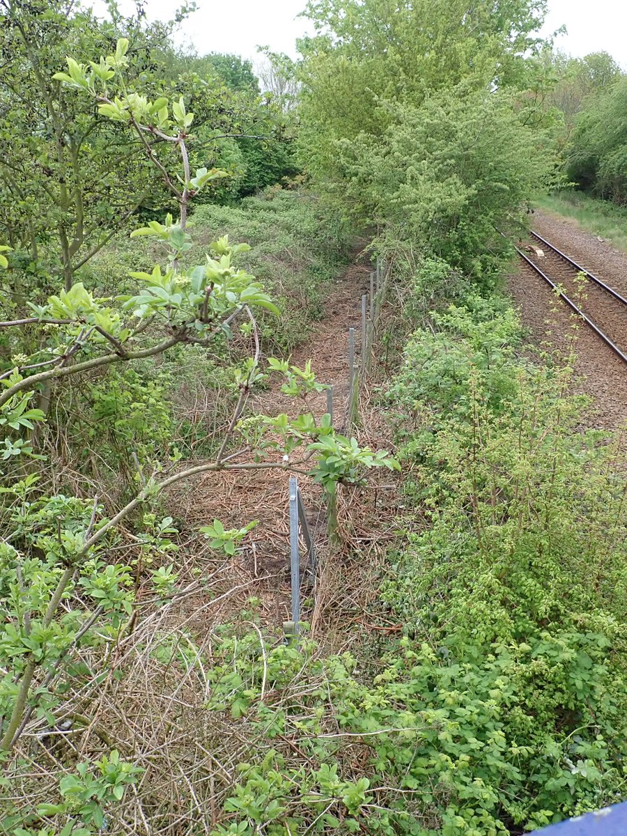 Yesterday vs today: @networkrail continue clearance of dense scrub on Coldhams Common, #Cambridge despite presence of breeding birds incl blackcap, chiffchaff & dunnock, etc - reported @BTPCambs  & 7 days ago to @camcitco - action?