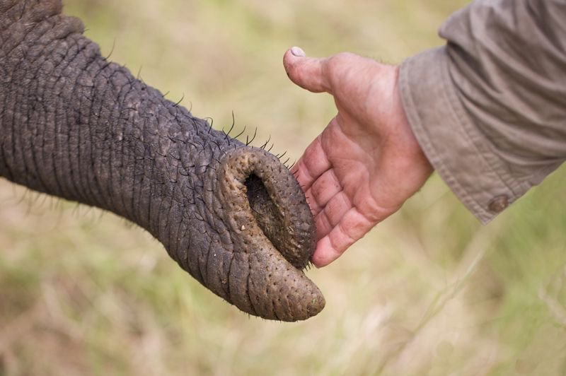 fhrnet's tweet image. #Intimately #experience the #movement of a million-plus #wildebeest &amp;amp; #zebra as they follow the fresh grasses across the #Serengeti @SanctuaryRet ow.ly/ZiF130iQNor