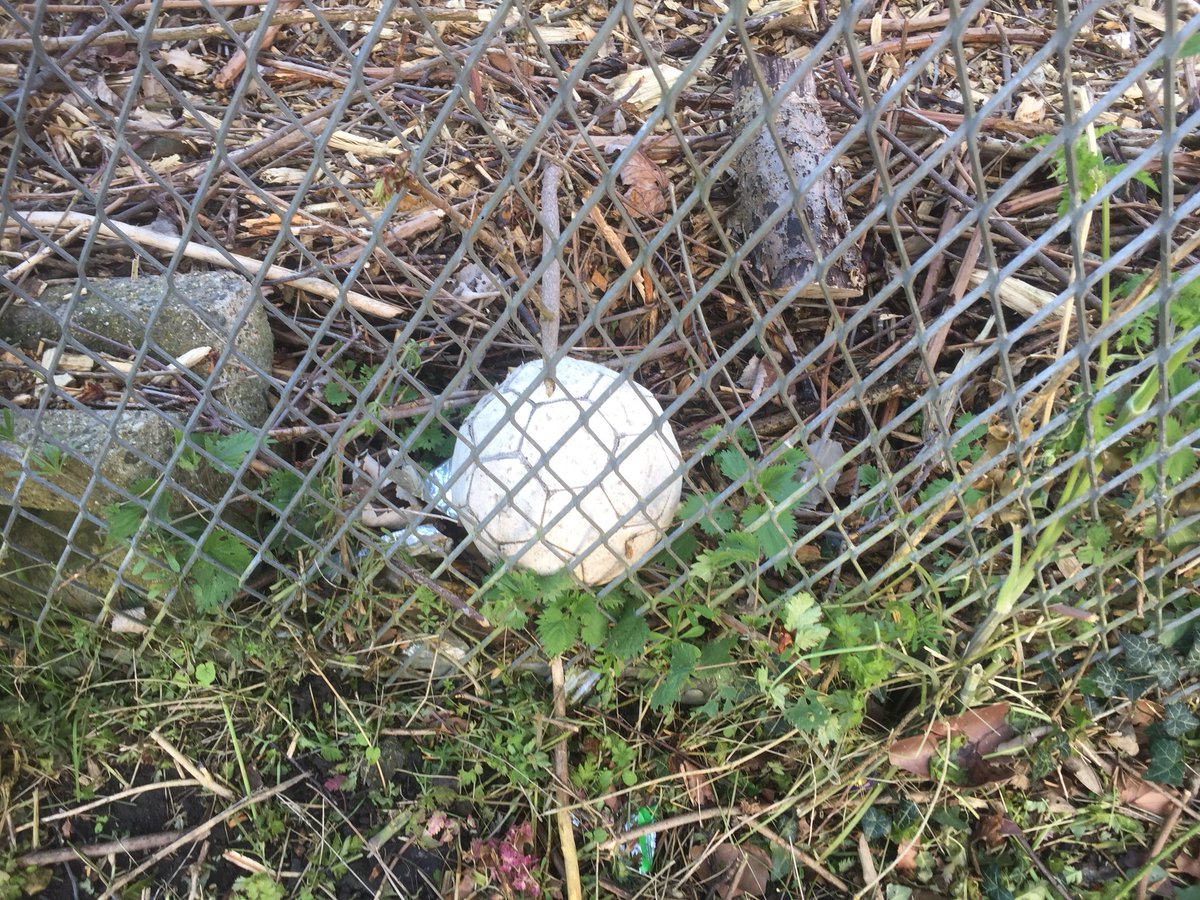 philipwallingon's tweet image. Lost football at Collingwood Rec #PRoWS @Lostfootballs