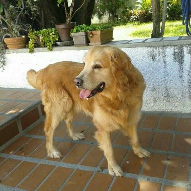 anyrmontes28's tweet photo. Busco hogar responsable para Lucho de mi corazón 😢 lo rescate hace un  tiempo de la calle, golden de 5 años la cosita más dulce y cariñoso que podrán conocer me ayudan con RT? En las fotos el antes y después 😉#Caracas https://t.co/qwWewauOsD