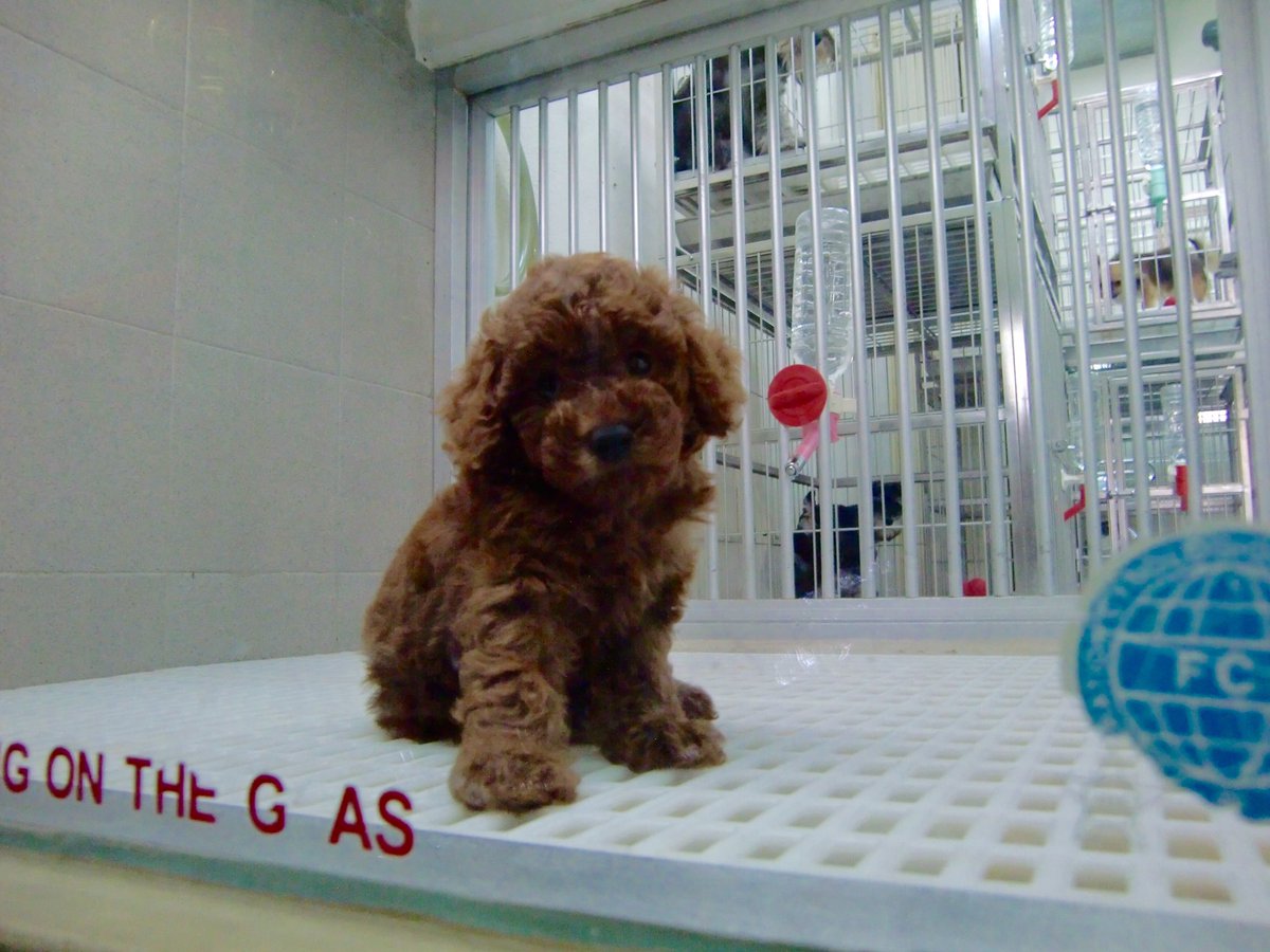 'Removing puppies for sale from litter &amp; mum often creates sick, traumatised, dysfunctional dogs' Pls keep signing &amp; sharing: petition.parliament.uk/petitions/2134… #LucysLaw