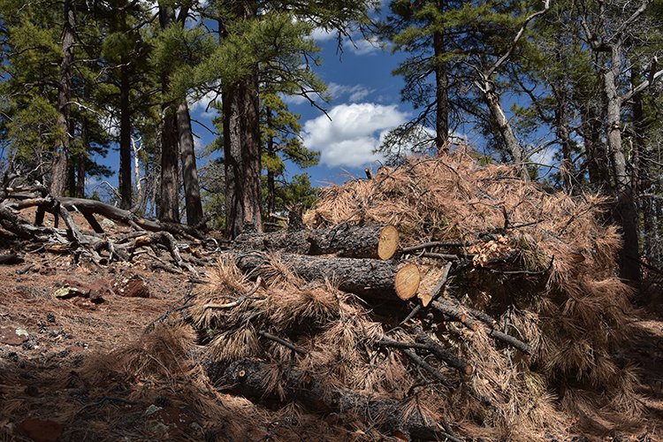KaibabNF's tweet photo. U.S. Forest Service to hold public meeting May 2 to address seasonal outlook for @KaibabNF. For details go to https://t.co/q37PtOIoWB #FireOutlook https://t.co/AkJqbnKC5W