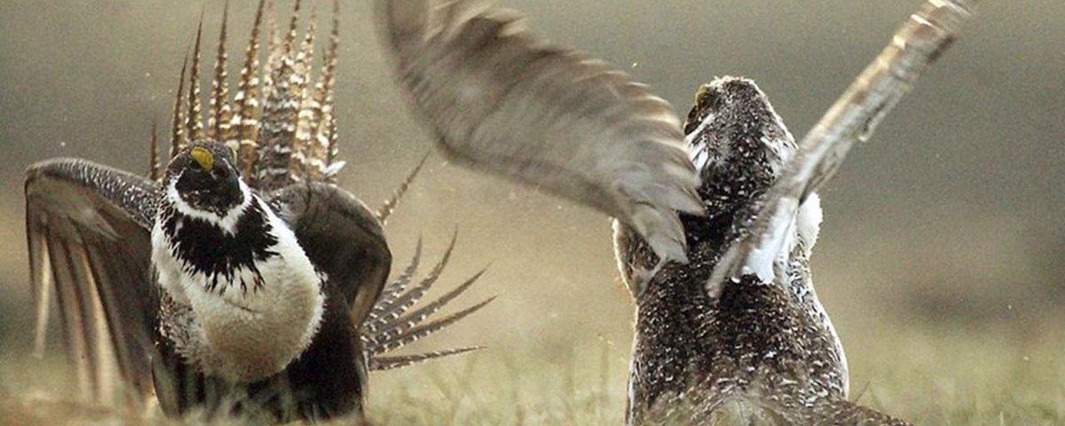 Chem_Info's tweet photo. Lawsuits Target Oil, Gas Leases In Imperiled Bird's Habitat #lawsuit #oil #environment https://t.co/rqRmuOpBGd https://t.co/joleYOF8UK