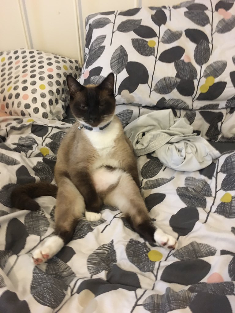 <a href="/rickygervais/">Ricky Gervais</a> you have to love how my cat sits ! So weird