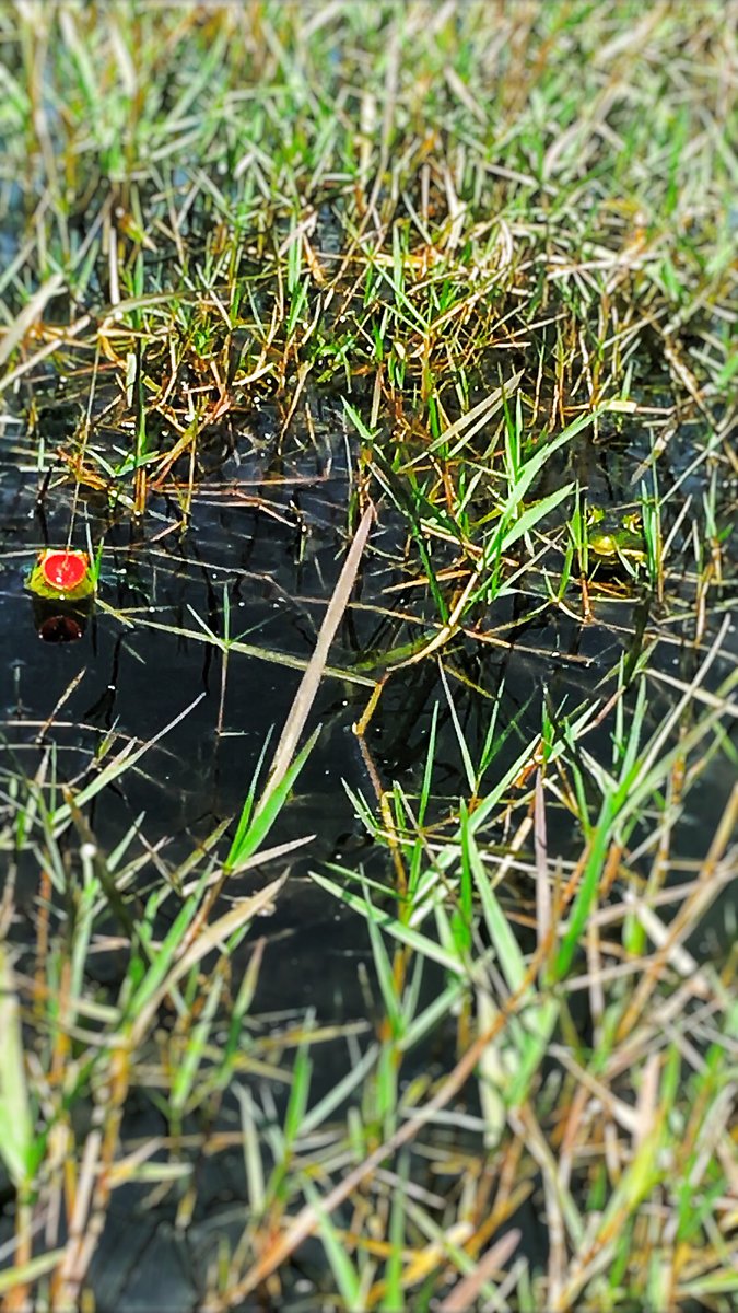 The frogs are out heavy! They keep following my lure back to the kayak! #topwaterfrog #bullfrogs #bassfishing