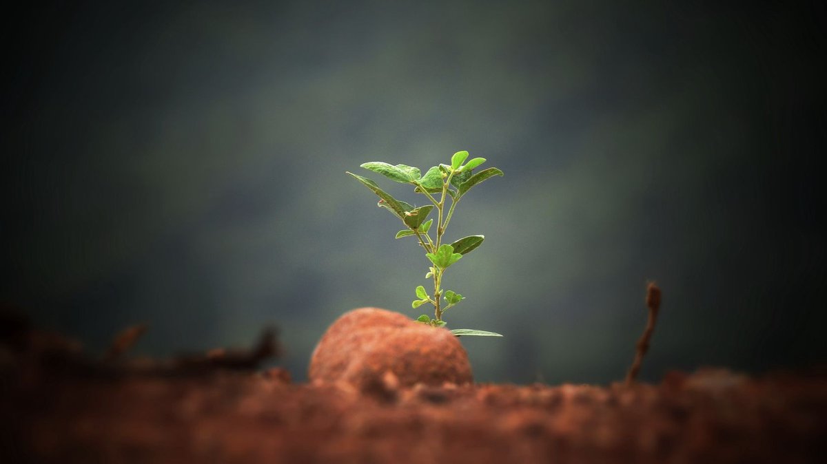EthicHub's tweet image. Check our latest Developer update on @steemit from Tech node and co-founder Raul Martinez: &quot;What are we building?&quot; — buff.ly/2Kv5AH9 #tech #update #blockchain #smartcontracts #token #tokensale #crowdsale #ico #token #financialinclusion #mvp #developer #Steemit
