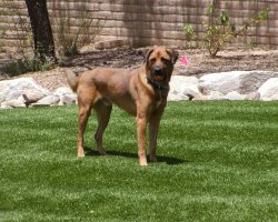 Our #SYNLawn artificial pet grass has patented HeatBlock Technology for an attractive, temperature-controlled alternative that will keep pets safe and comfortable year-round. bit.ly/2rhFNfV #WoofWoofWednesday