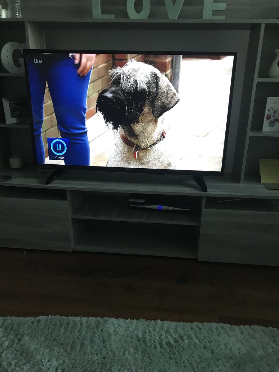 RabbettsGemma's tweet photo. Loved seeing a giant schnauzer on Corrie tonight #CoronationStreet @itvcorrie #giantschnauzers https://t.co/vXsz6HGiuT