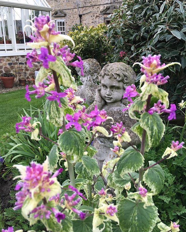 ThorntonHallGar's tweet photo. Honesty a very valuable biennial which brings the spring garden alive. The most desirable forms have variegated leaves ..... #honesty #linaria #springflowers #wakeuptospring #purpleflowers #floweroftheday #favouriteflowers #gardensculpture https://t.co/PBakxx3rvM https://t.co/wUK9X97JfS