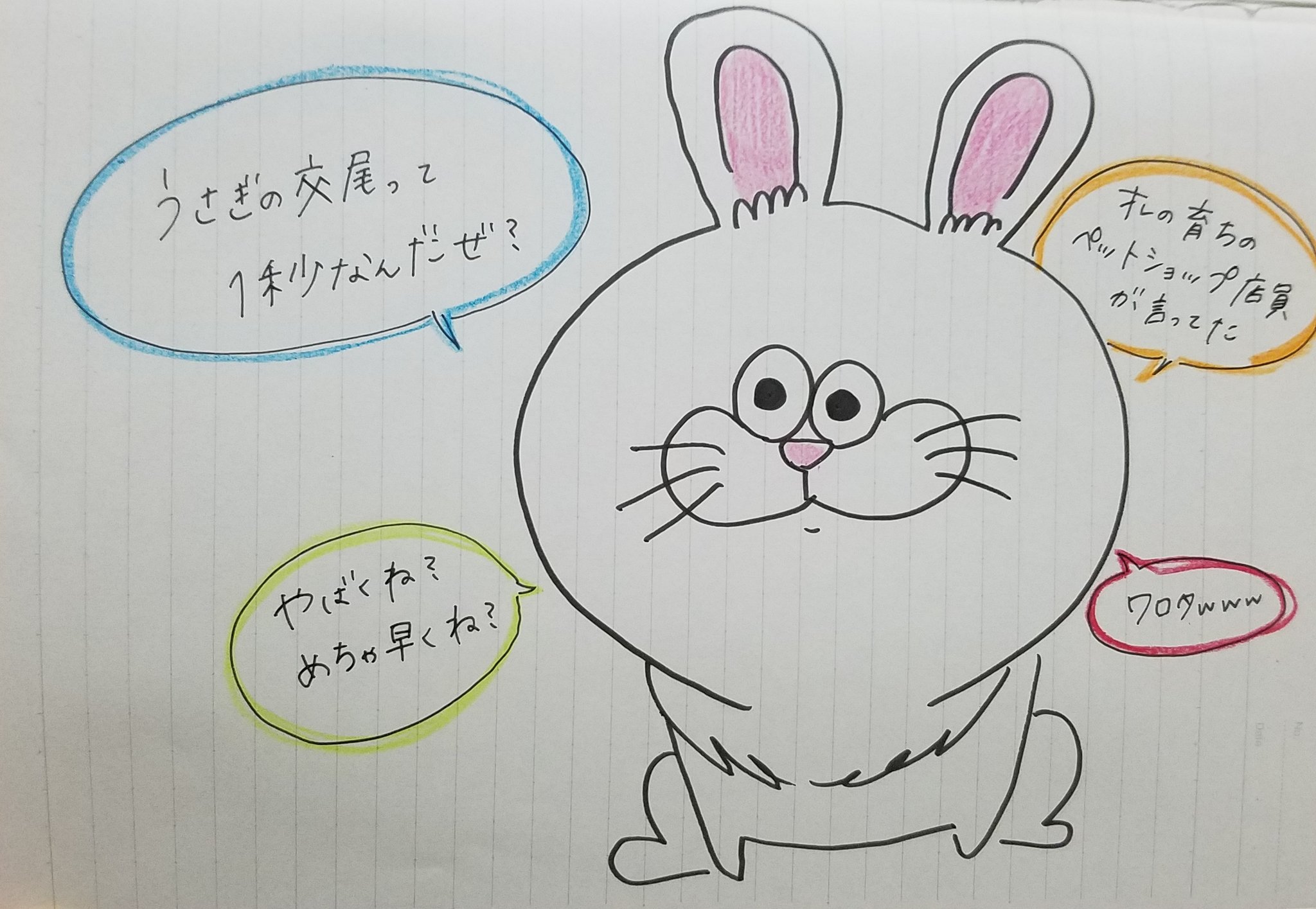 イラスト垢 うさぎとはこういう生き物です ちなみに交尾1秒に関しては飼う時にペットショップの店員さんにすごい気をつけてくださいね って念押しされた 笑 T Co Kyh6nrtul3 Twitter