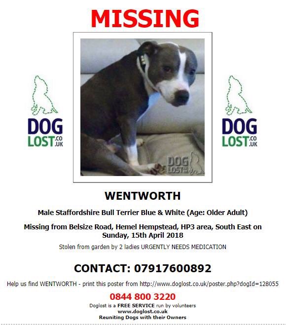 @FindStolenJet @FindStolenDaisy Have You Seen Gorgeous Boy Wentworth ?  #findwentworth  🐶💔😞