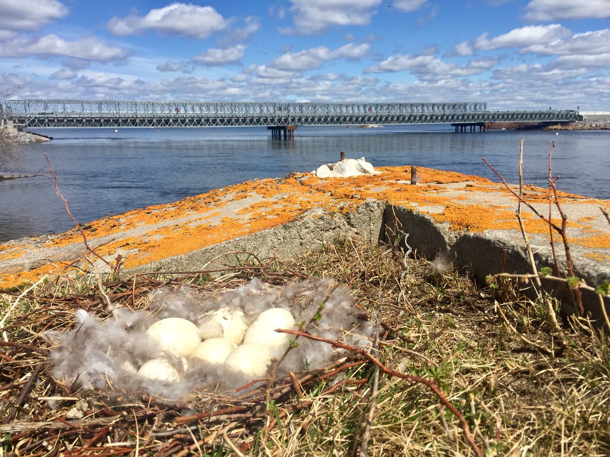 HudsonBayWQMS's tweet photo. Found this #CanadaGoose #nest near our site on the #WinnipegRiver at #PointeDuBois. Maybe we’ll have some fluffy new friends when we return for the next monthly sample! #geese #wildlifeWednesday #springfinallysprung #Whiteshell #nofilter https://t.co/yanmgsHpne