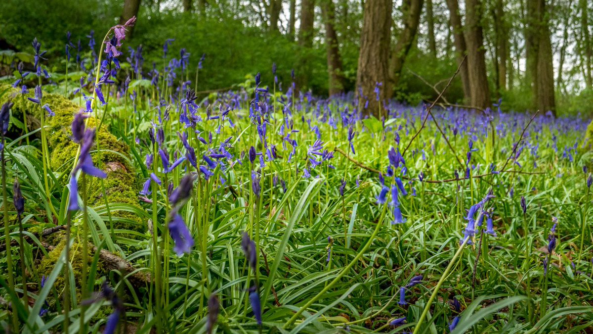 GetOutKids's tweet image. A lovely woodland walk at @SandybrookCP amongst a mass of beautiful Bluebells #Sandybrook #walkonestop #walking #nature #bluebells #woodland #GetOutside @OSleisure @Team4Nature300