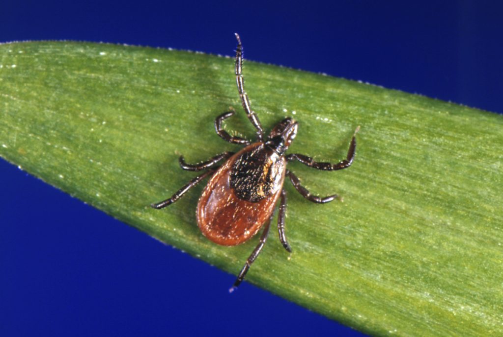 It's a good time to work outside again. Be sure to check for ticks.
pressherald.com/2018/04/14/tic…