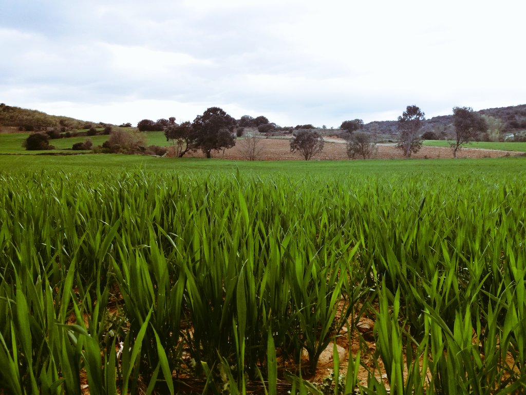 velilladlosajos's tweet photo. ¡Qué bonito está el campo🌾🌿🌱! Tarde nublada y chispeando pero agradable
#CamposDeCastilla #YaCrece #VelillaDeLosAjos https://t.co/Czbc6s3WBV