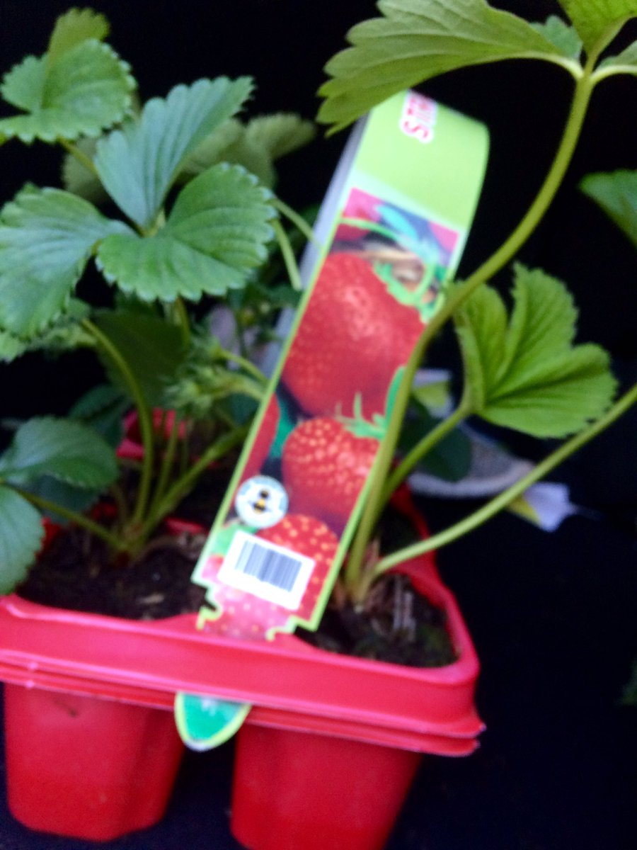FionaOScience's tweet photo. Buying my 6th years flowers! For revision that is. Snapdragons and strawberries! Hopefully the snapdragons will flower before the LC biology exam! #incompletedominance #genetics #runners #asexual #science #leavingcert2018 @JctScience @PDSTSciences @WoodiesIreland https://t.co/AqQUYa6buq
