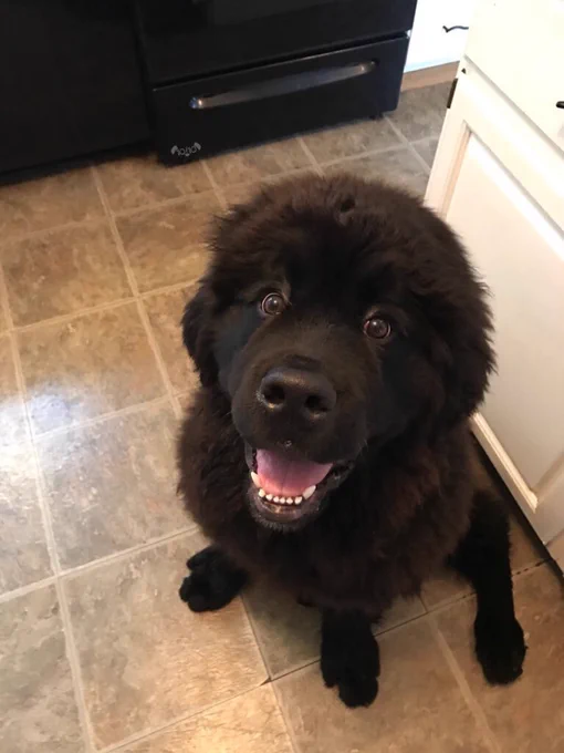 Image from WeRateDogs (@dog_rates)