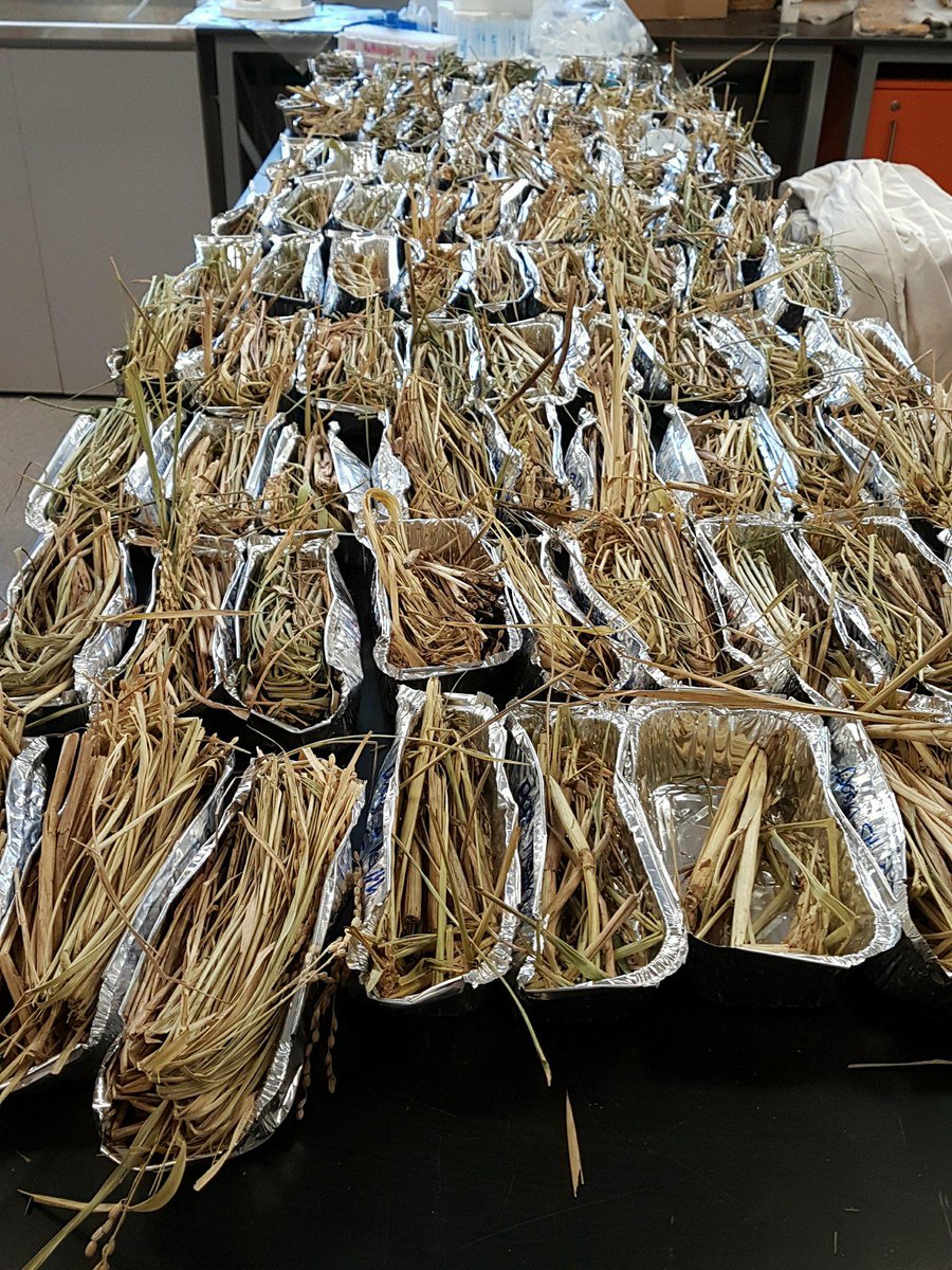 _HaydenMartin's tweet photo. Todays to do list:
1) process samples 
2) process samples
3) process samples
........ 
n) process samples
#PhD #PhDlife #science #rice #allofthesamples https://t.co/MVBHFrEZSP